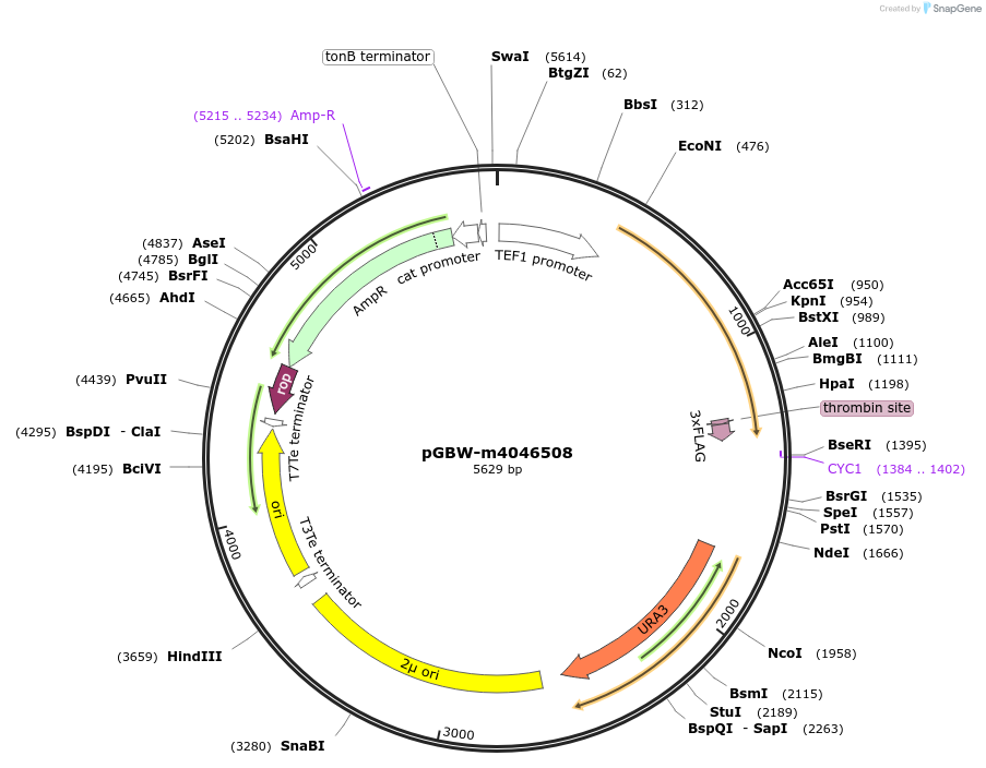 145419-plasmid-map-sequence-id-287596