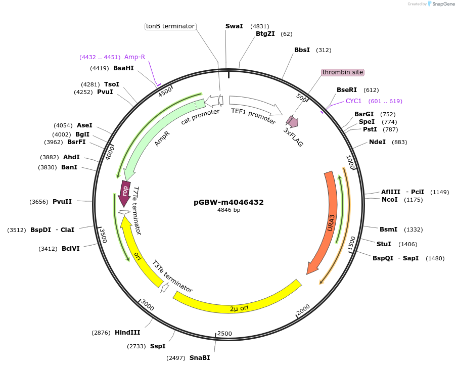 145420-plasmid-map-sequence-id-287597