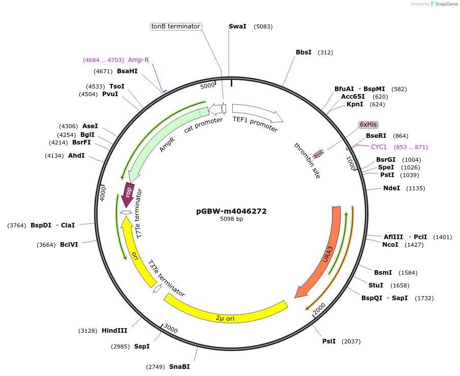 145421-plasmid-map-sequence-id-287598