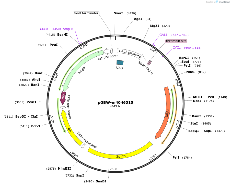145422-plasmid-map-sequence-id-287599