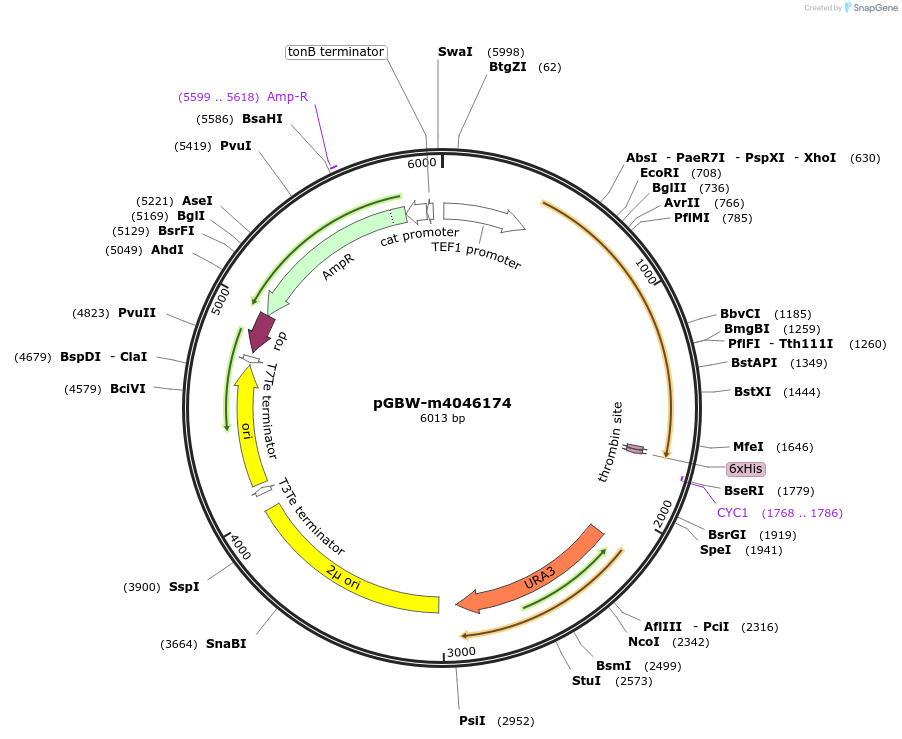 145427-plasmid-map-sequence-id-287604