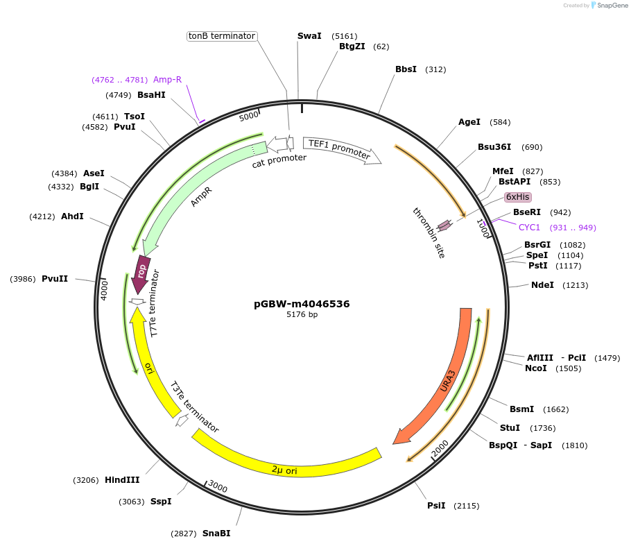145429-plasmid-map-sequence-id-287606