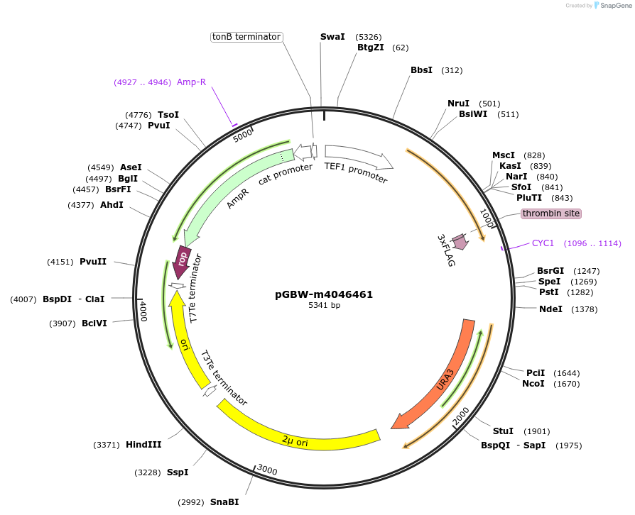 145430-plasmid-map-sequence-id-287607