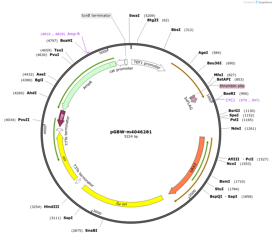 145431-plasmid-map-sequence-id-287608