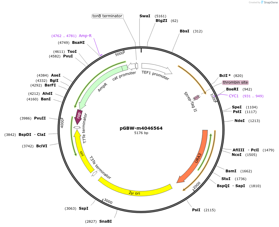 145432-plasmid-map-sequence-id-287609