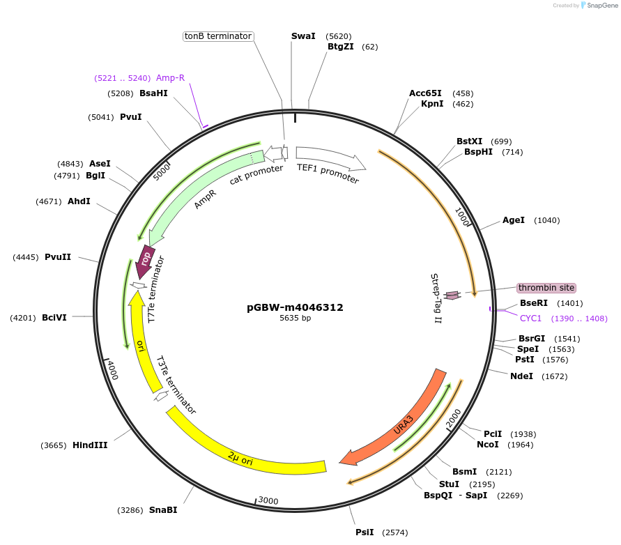 145435-plasmid-map-sequence-id-287612