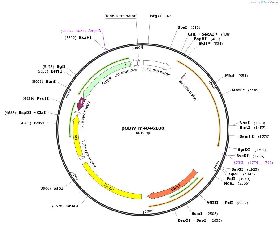 145436-plasmid-map-sequence-id-287613