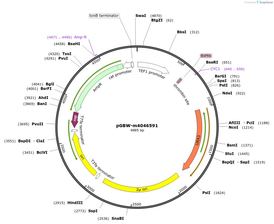 145437-plasmid-map-sequence-id-287614
