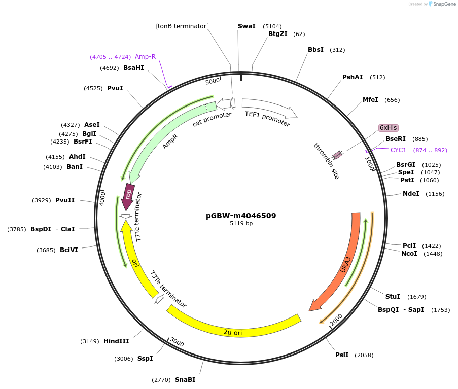 145438-plasmid-map-sequence-id-287615