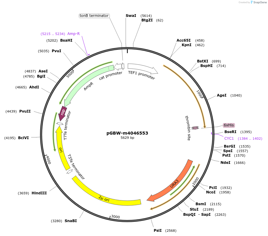 145442-plasmid-map-sequence-id-287619