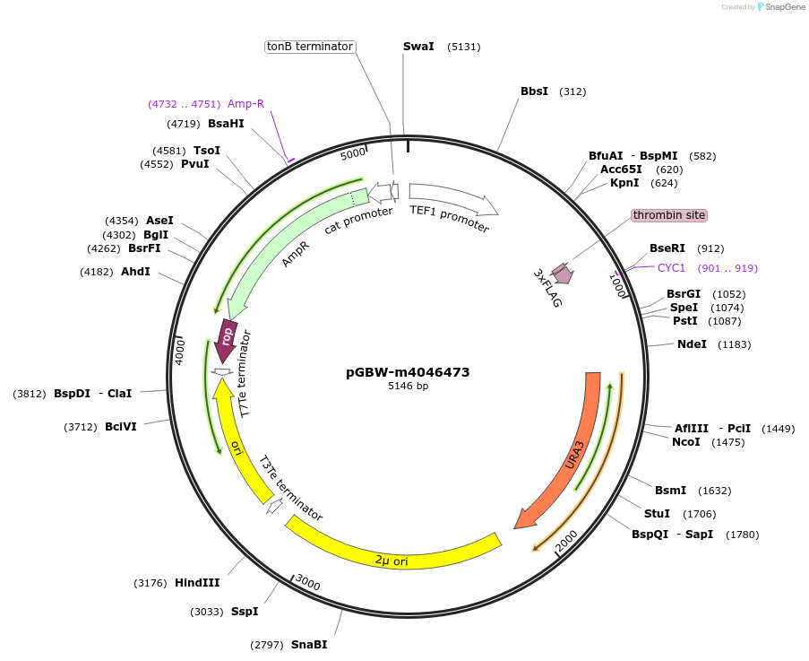 145445-plasmid-map-sequence-id-287622