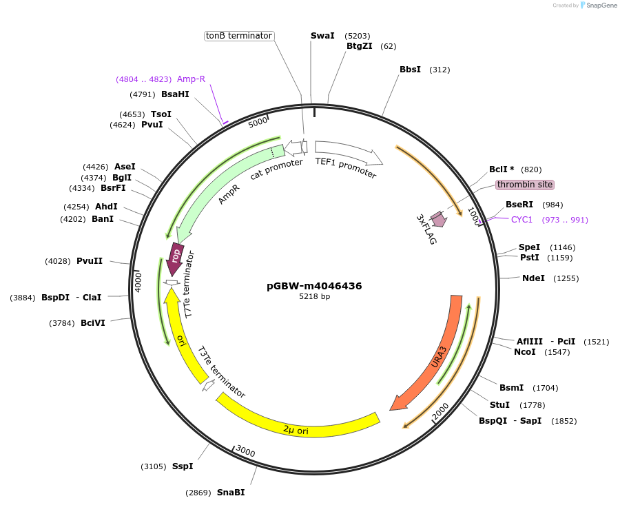 145447-plasmid-map-sequence-id-287624