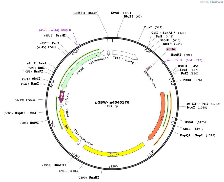 145448-plasmid-map-sequence-id-287625