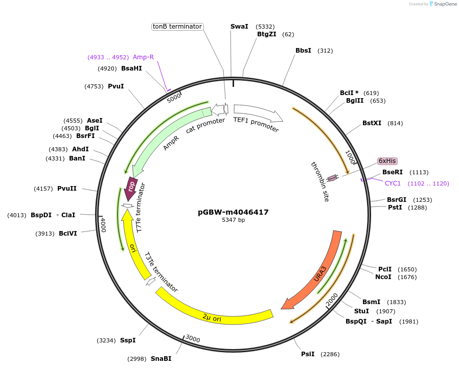 145452-plasmid-map-sequence-id-287629