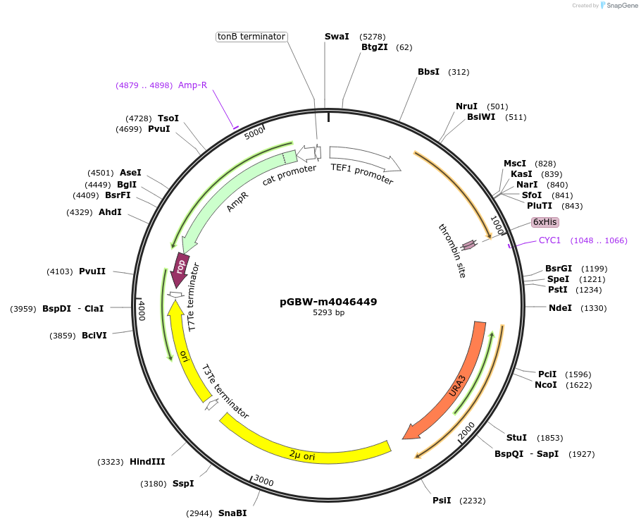 145453-plasmid-map-sequence-id-287630