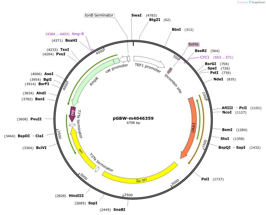 145455-plasmid-map-sequence-id-287632