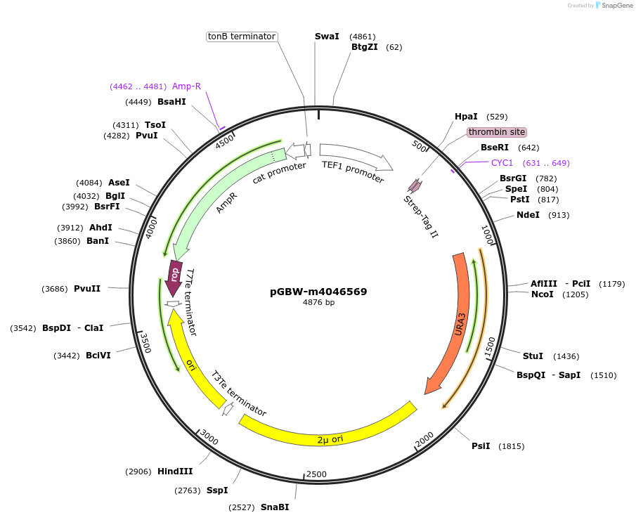 145456-plasmid-map-sequence-id-287633