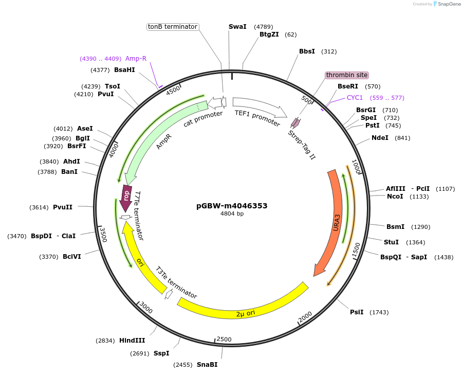 145457-plasmid-map-sequence-id-287634