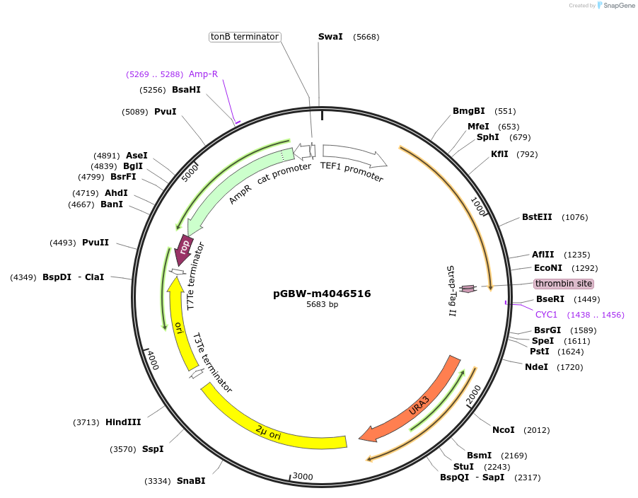 145458-plasmid-map-sequence-id-287635