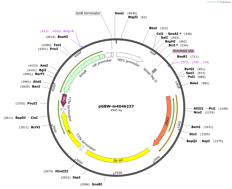 145460-plasmid-map-sequence-id-287637