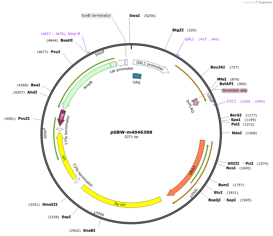 145461-plasmid-map-sequence-id-287638
