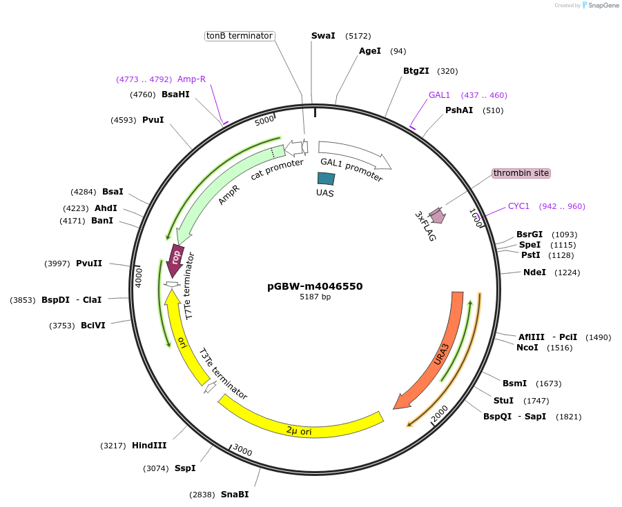 145463-plasmid-map-sequence-id-287640