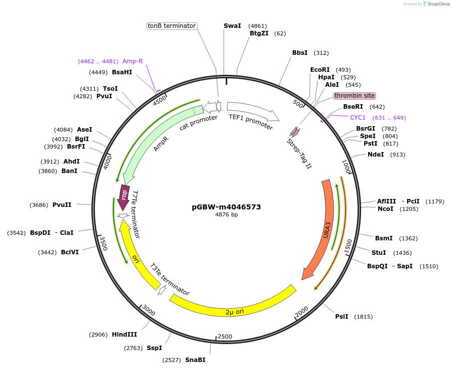 145464-plasmid-map-sequence-id-287641