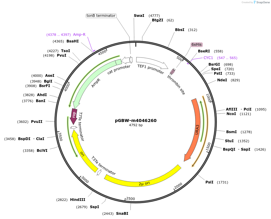 145467-plasmid-map-sequence-id-287644