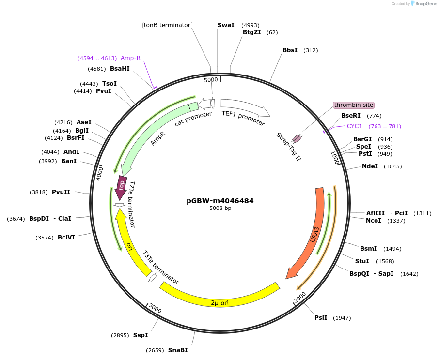 145472-plasmid-map-sequence-id-287649