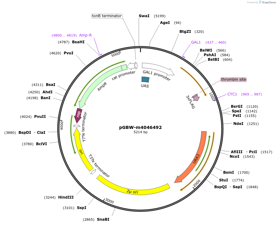 145474-plasmid-map-sequence-id-287651