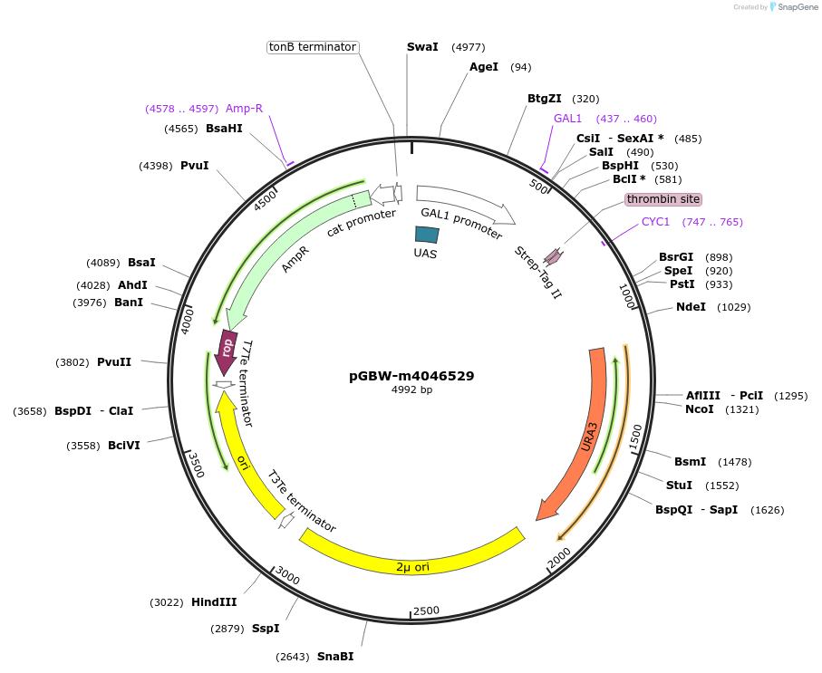 145476-plasmid-map-sequence-id-287653