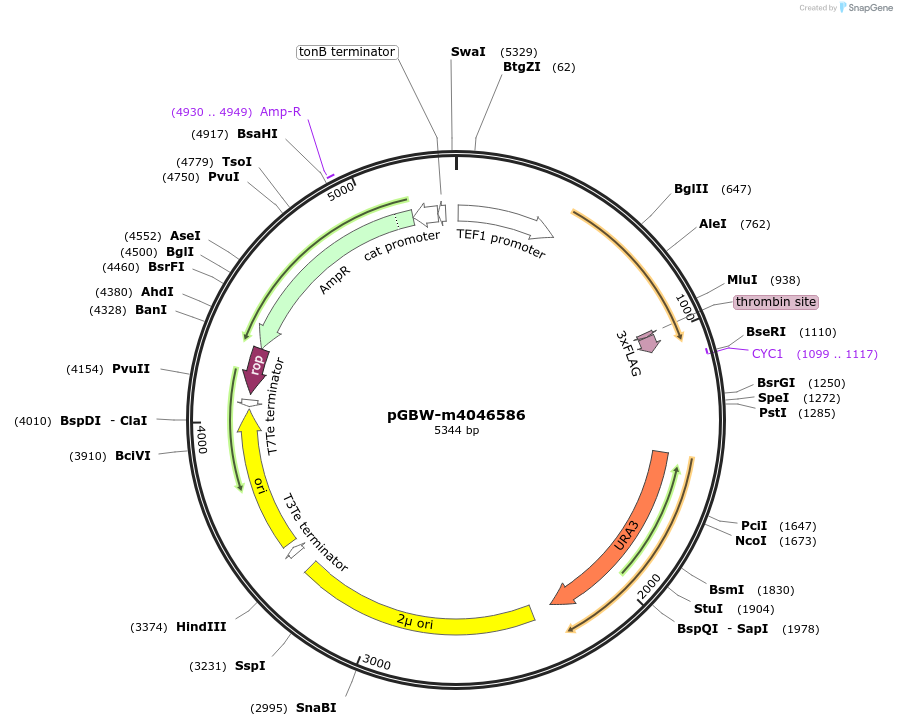 145477-plasmid-map-sequence-id-287654