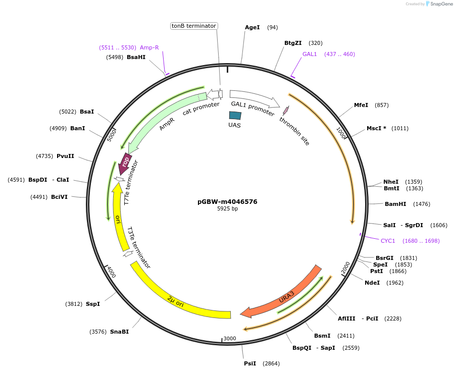 145478-plasmid-map-sequence-id-287655