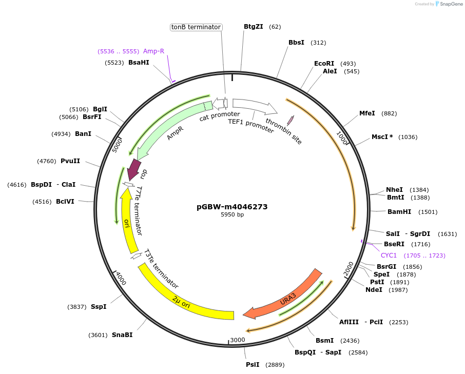 145480-plasmid-map-sequence-id-287657
