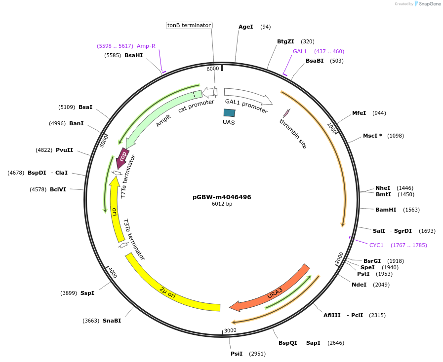 145482-plasmid-map-sequence-id-287659