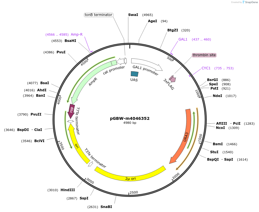 145484-plasmid-map-sequence-id-287661
