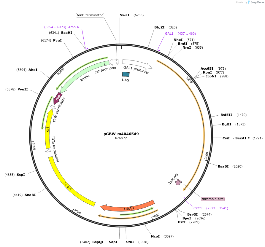 145485-plasmid-map-sequence-id-287662