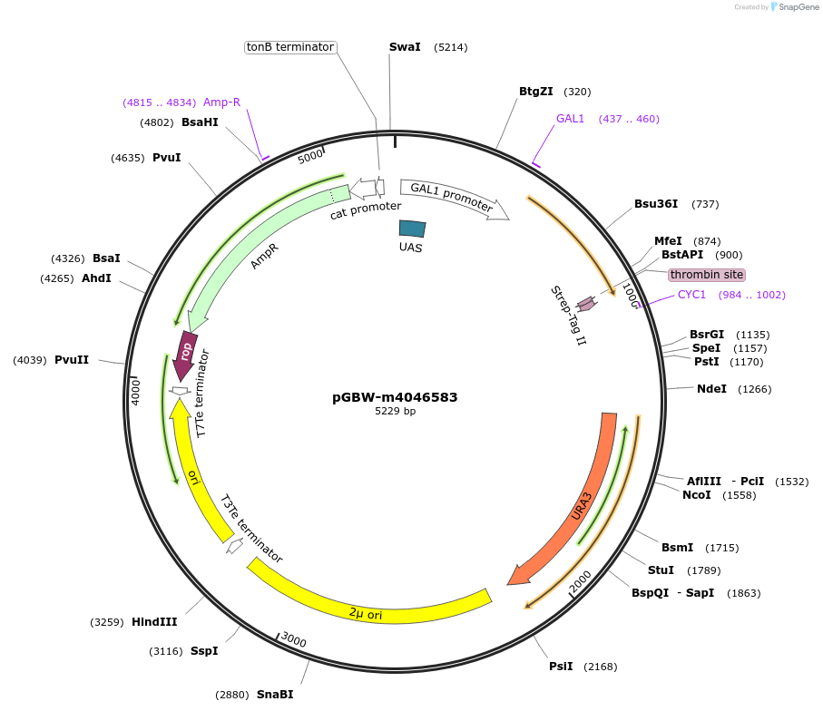 145486-plasmid-map-sequence-id-287663
