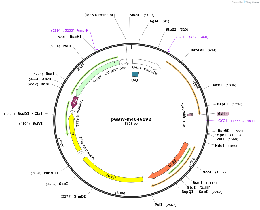145489-plasmid-map-sequence-id-287666