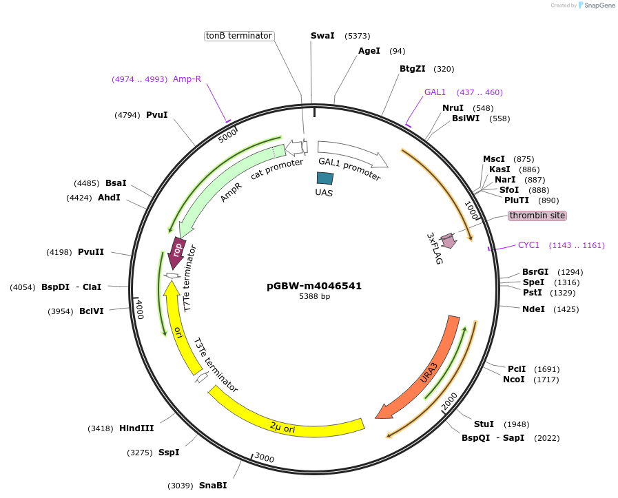 145492-plasmid-map-sequence-id-287669