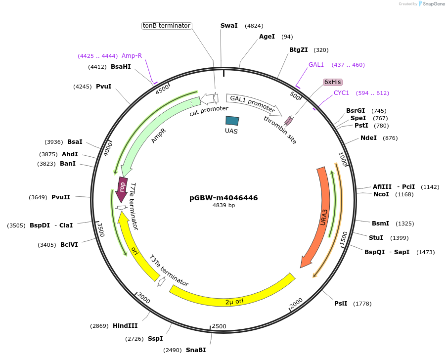 145494-plasmid-map-sequence-id-287671
