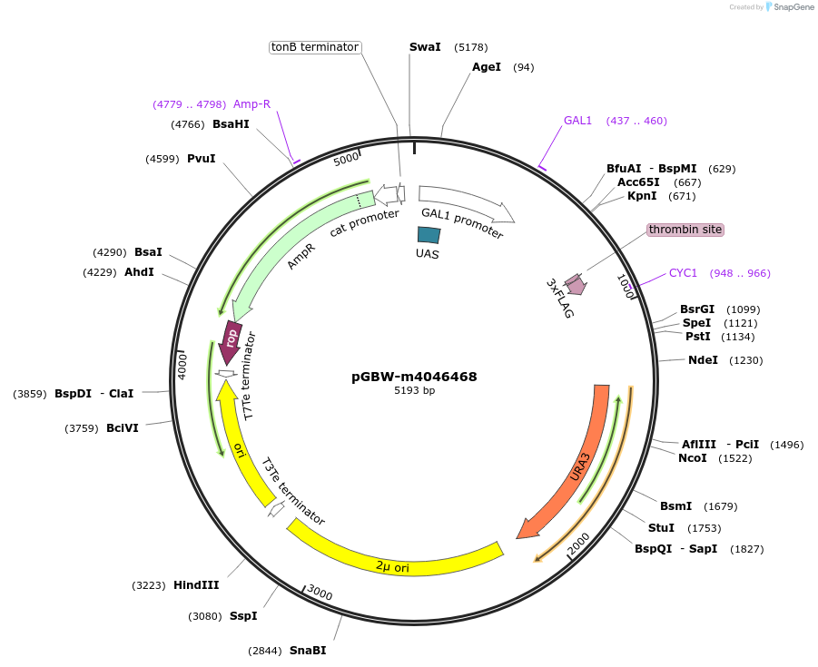 145496-plasmid-map-sequence-id-287673