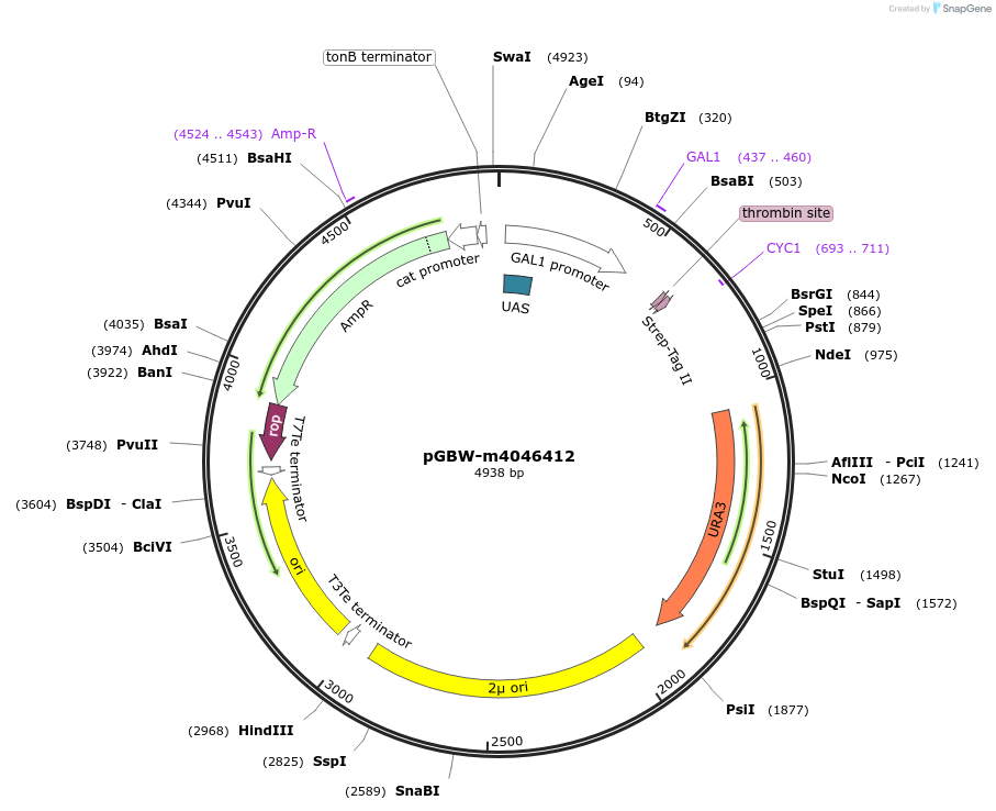 145497-plasmid-map-sequence-id-287674