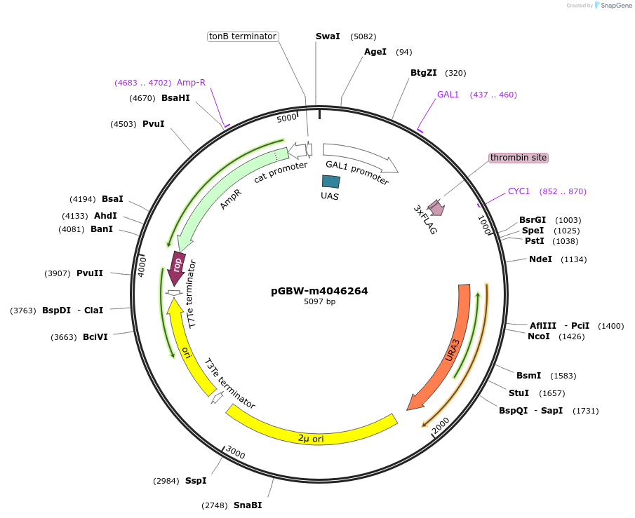 145499-plasmid-map-sequence-id-287676