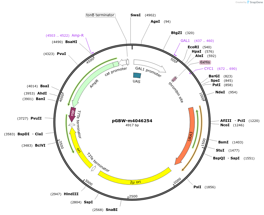 145500-plasmid-map-sequence-id-287677