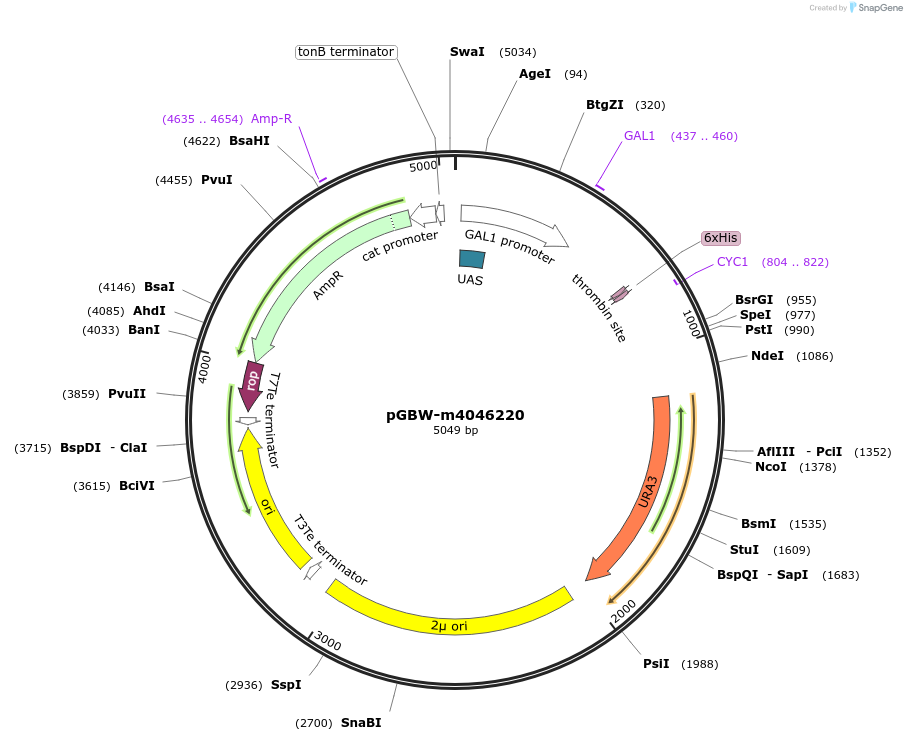 145501-plasmid-map-sequence-id-287678