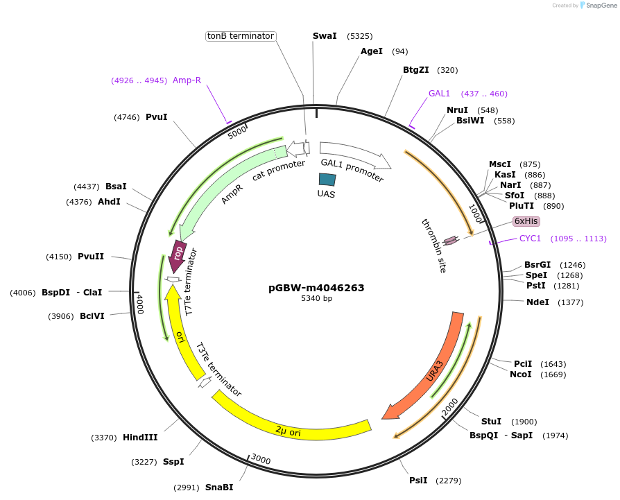145504-plasmid-map-sequence-id-287681