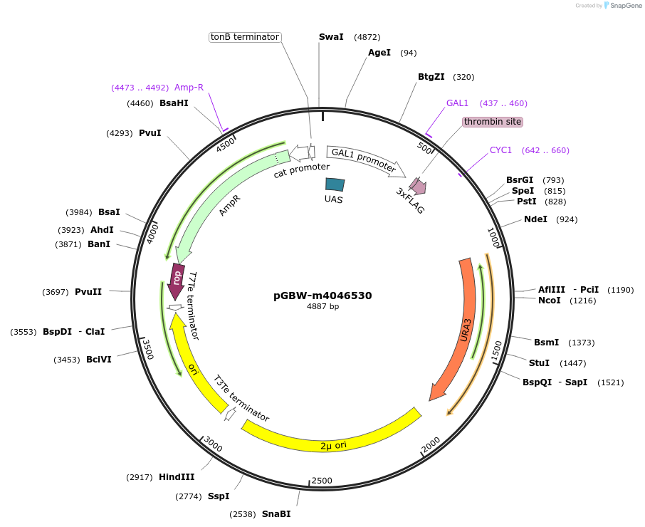 145505-plasmid-map-sequence-id-287682