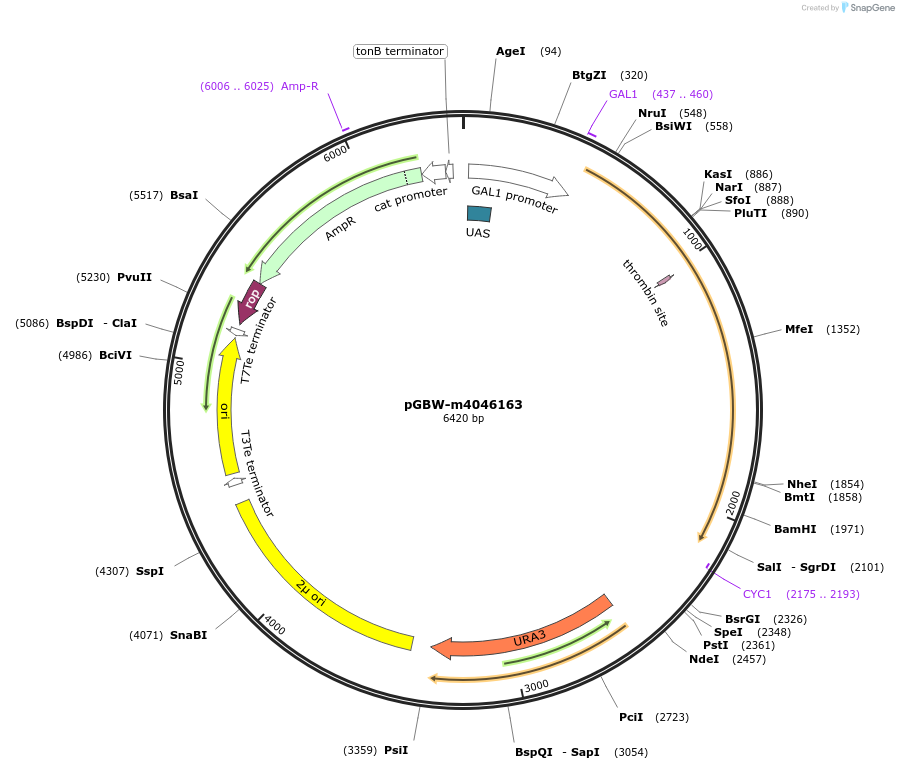 145507-plasmid-map-sequence-id-287684