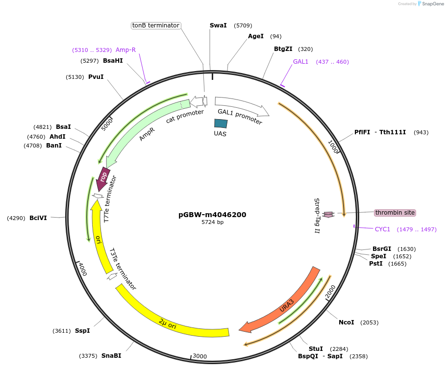 145511-plasmid-map-sequence-id-287688